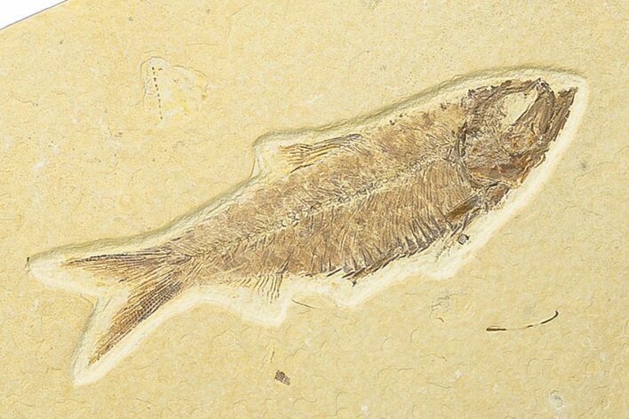 Detailed Fossil Fish (Knightia) - Wyoming #247370